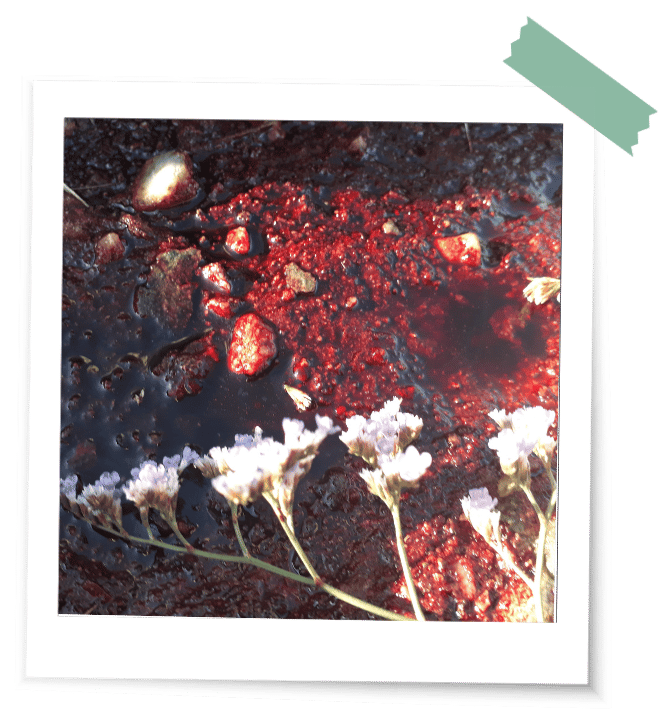 Weibliches Blut in einem Ritual mit Blüten am Strand