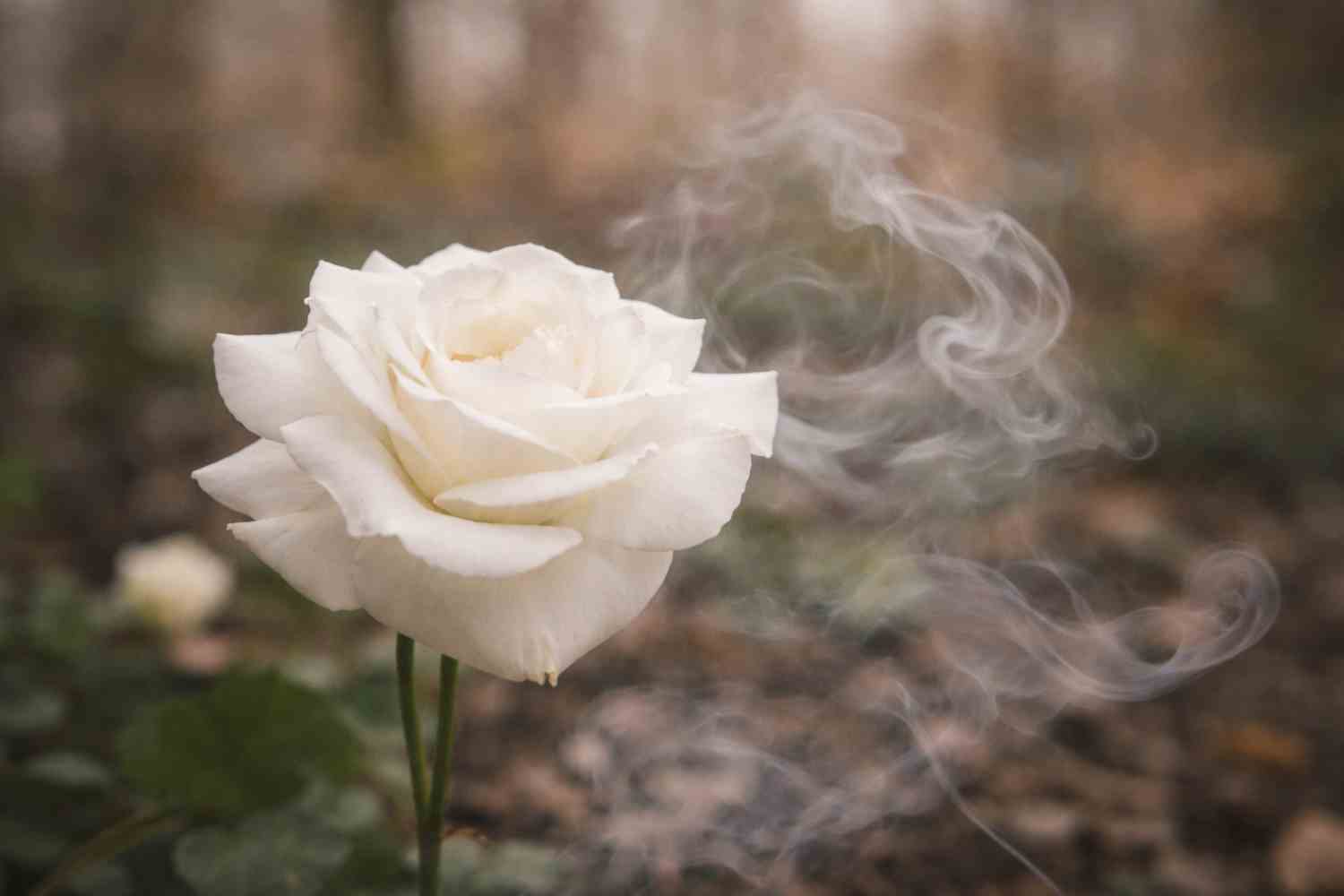 Eine weiße Rose in zartem Rauch im Wald als Zeichen einer Urnenbeisetzung als Abschiedsritual in Stuttgart.