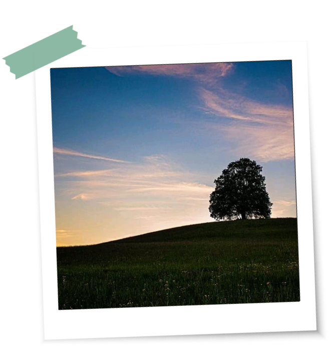 Beltane und Ritualbilder Friedenslinde Eine alte Linde - Friedenslinde genannt - steht auf einem Hügel im Sonnenuntergang