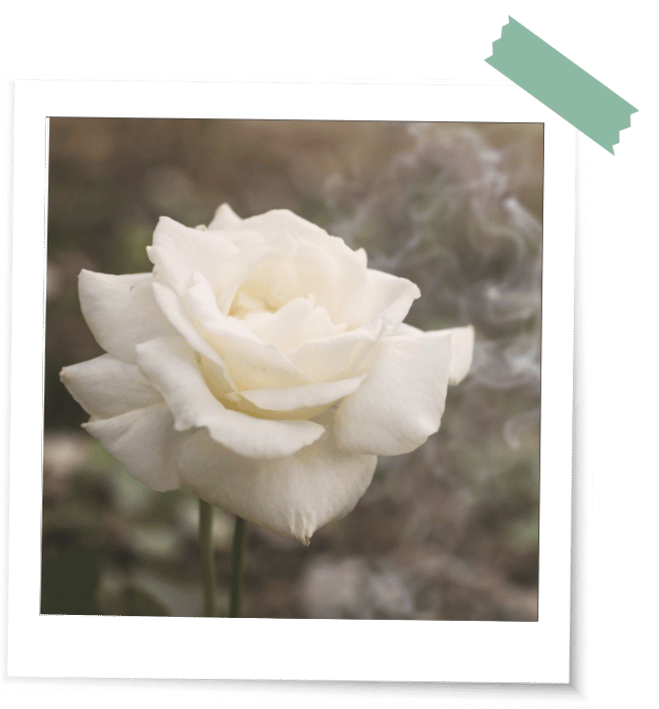 Urnenbeisetzung Abschiedsritual Rose
