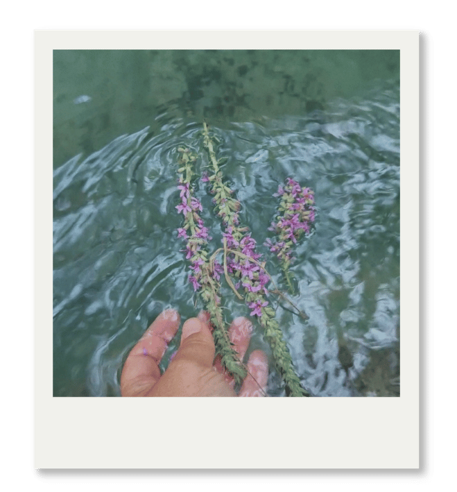 Wasserritual Blüten Wasserritual mit Händen und Pflanzen